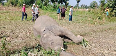  बराह क्षेत्रमा जंगली हात्ती मृत भेटियो 