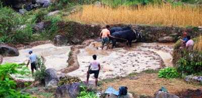  हलगोरु पाल्ने किसानलाई पोषणभत्ता 
