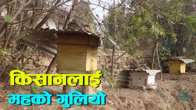  व्यावसायिक मौरीपालनमा लेखर्कका किसान [भिडियो रिपोर्ट] 