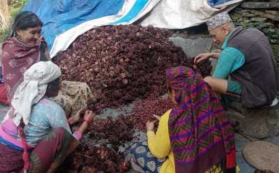 बागलुङका किसानले अलैँची बेचेर एकै वर्षमा छ करोड भित्र्याए 