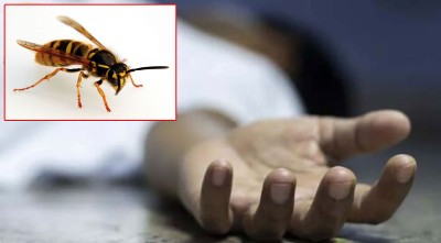  पाल्पामा अरिङ्गालले टोकेर एक महिलाको मृत्यु 