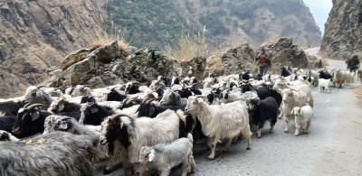  यसवर्ष मुस्ताङबाट १२ हजार भेडाच्याङ्ग्रा ल्याइने 