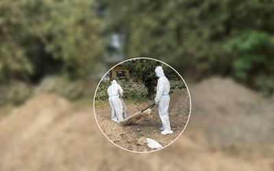  कोसी प्रदेशमा बर्ड फ्लू सङ्क्रमण : ८५ हजार कुखुरा नष्ट 