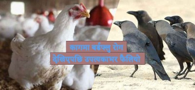  उपत्यकामा बर्डफ्लु सर्नुमा मुख्य कारक काग 