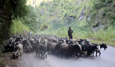  कृषकहरूले नै घटाए यसवर्ष च्याङ्ग्राको मूल्य  