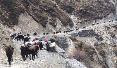  हिमाली भेग छेकम्पारवासी यार्सागुम्बा सङ्कलन गर्न लेकतिर लागे 