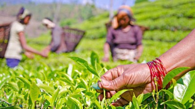  भारतीय अवरोधका कारण नेपाली चिया उद्योग संकटमा, ८० भन्दा बढी उद्योग बन्द 