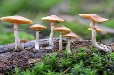  तनहुँमा च्याउ खाएर बिरामी परेका १० मध्ये एक जनाको मृत्यु 