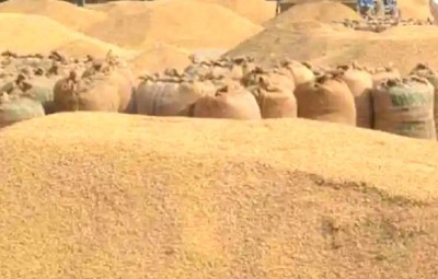  कर्णालीमा धान उत्पादन बढ्यो, डोल्पामा भने सबैभन्दा कम उत्पादन  