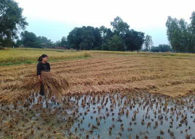  कोशी प्रदेशमा कृषि बालीले ढाकेको क्षेत्रफल घट्यो : राष्ट्र बैङ्क 