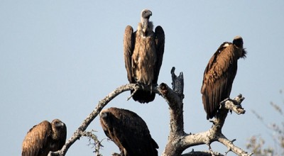  गिद्ध संरक्षणमा युवाको सहभागिता बढाउन सचेतना कार्यक्रम  
