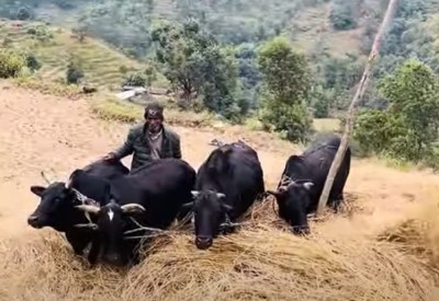  पोखरामा आजदेखि दाइँ महोत्सव 