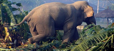  झापामा जङ्गली हात्तीबाट तीन घरमा क्षति 
