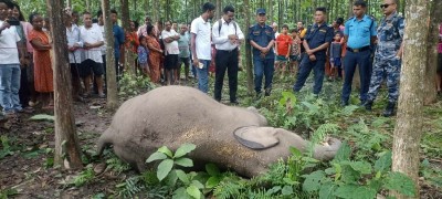  मोरङको बेलबारीमा हात्ती मृत अवस्थामा फेला 