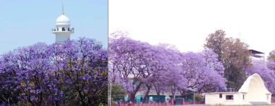  ‘जाकारान्डा’ को जादु : मोहित बनायो काठमाडौं, कसरी भित्रियो नेपाल ? 