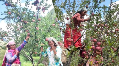  जुम्ली किसानलाई स्याउ टिप्न भ्याइनभ्याइ 