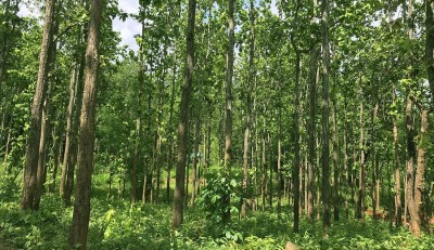  दक्षिण एसियाका आठ मुलुकमध्ये वनक्षेत्रमा भुटान अग्रस्थानमा, नेपाल दोस्रोमा 
