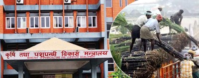  उखु किसानले अनुदान रकम प्राप्त गर्न थाले, ७५ करोड रकम निकासा 