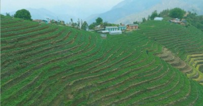  वास्तविक किसानलाई पेन्सन दिने सरकारको प्रतिबद्धता 