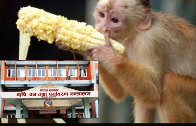  बाँदर आतङ्कको समाधान खोज्दै सरकार, कार्यदलले माग्यो राय सुझाव 