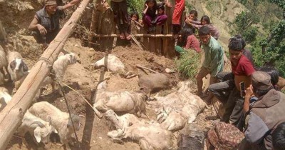  हुम्लामा बाढीले २६ बाख्रा पुरिए 