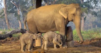  खोरसोरका दुई छावा रुद्रकली र खगेन्द्र प्रसादलाई कतार पठाइने 