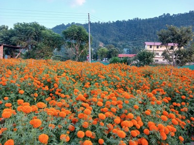  यस वर्षको तिहारमा ५० करोडको फूल बिक्रि 