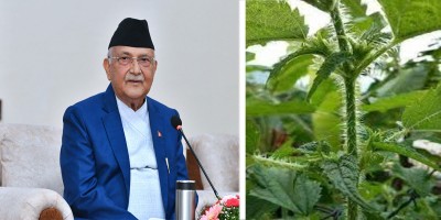  अध्यक्ष ओलीले नेताहरुलाई एकएक गरी सिस्नु लगाएपछि... 