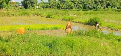  मनसुन र मलको अभावले रोपाइँ प्रभावित, रोपाइँ ढिलो हुँदा उत्पादनमा असर पर्ने 